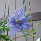 CLEMATIS macropetala 0700895 Kronklematis Large Hybrids Hängande, dubbla klockformade blommor i blått, violett, skärt och vitt. Efter blom bildas dekorativa frökapslar med silverlyster.