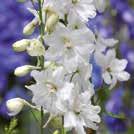 0700933 Trädgårdsriddarsporre F1 Guardian Blue Mycket vacker med höga, täta blomspiror i kungsblått med