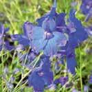riddarsporre F1 Guardian Lavender Mycket vacker med höga, täta blomspiror i himmelblått till syrenlila med