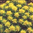 EUPHORBIA polychroma Gulltörel 0700441 Bildar täta, buskiga plantor. Blommor med större, kringsittande högblad i lysande gult.