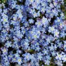 Exotic Garden katalog 2018 Frön till perenna trädgårdsväxter (Fleråriga) 0700 55 MYOSOTIS sylvatica Förgätmigej Blue Ball 0700165 Vacker blåa blommor.