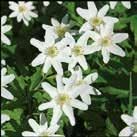 Räcker till 50 m2. Omtyckt ACHILLEA millefolium Röllika 0701449 Vita blommor på kvastlika ställningar.