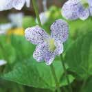 VIOLA sororia Fjärilsviol Freckles 0700784 Spektakulär art med vita blommor, tätt spräckliga i blåviolett.