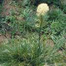 blomklasar. XEROPHYLLUM tenax Björnlilja 0700852 Nordamerika. Imponerande, tuvbildande liljeväxt.