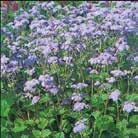 Exotic Garden katalog 2018 Frön till ettåriga blomsterväxter 0800 69 AGERATUM houstonianum Ageratum Dondo Blue 0800002 Hög sort för rabatt