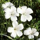 Sidenglänsande, skira, öppna, vita blommor med mörka mittstänk. Vacker rabattväxt. Perfekt och hållbar även i buketter.