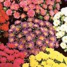 76 Frön till ettåriga blomsterväxter 0800 Exotic Garden katalog 2018 CALLISTEPHUS chinensis Sommaraster
