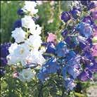 Välgrenat växtsätt och stora, helfyllda blommor på stadiga stjälkar, perfekt i buketter och rabatter.