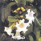 6 Frön till krukväxter 0100 Exotic Garden katalog 2018 BEAUMONTIA grandiflora Trattranka 0100033 Herald s Trumpet. Indien.