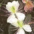 Kompakt med magnifika blommor på stadiga stjälkar. Blommar första året och utvecklas bra även i vårt klimat.