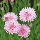 78 Frön till ettåriga blomsterväxter 0800 Exotic Garden katalog 2018 CENTAUREA cyanus Klint Tom Pouce Pink