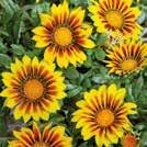 Exotic Garden katalog 2018 Frön till ettåriga blomsterväxter 0800 85 GAZANIA splendens 0800291 Påfågelsblomster Kiss Yellow