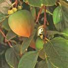 Utbredande växtsätt, perfekt i amplar, krukor och lådor, gärna samplanterad med andra växter. DATURA metel fl.pl. 0100077 Indisk Spikklubba Golden Queen Tropiska Asien och Afrika.