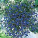 Clibran 0800081 Omtyckt sommarblomma. Täta tuvor översållas av mörkblå blommor med vitt öga.