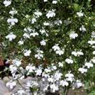 LOBELIA Kantlobelia Rosamund 0800083 Täta tuvor översållas av purpurröda blommor med vitt öga.