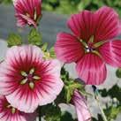 94 Frön till ettåriga blomsterväxter 0800 Exotic Garden katalog 2018 MALOPE trifida Praktmalva 0800679 Traditionell