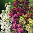 Traditionell sommarblomma. Stora, mer eller mindre dubbla, angenämt doftande blomspiror i praktfärgblandning.
