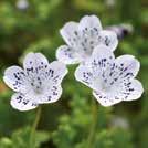 NEMOPHILA maculata Kärleksblomster 0800178 Vita, öppna blommor med purpurblå fläck längst ut på varje kronbladsspets.