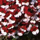 Nyhet 2018 3-5 10-30 40 6-8 NEMESIA cheiranthus 0800632 Nemesia Masquerade Fragrance Exotiskt orkidélika, märkliga blommor med lysande