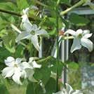 96 Frön till ettåriga blomsterväxter 0800 Exotic Garden katalog 2018 NICANDRA physaloides Ballongblomma 0800439 Leanderklocka. Peru.