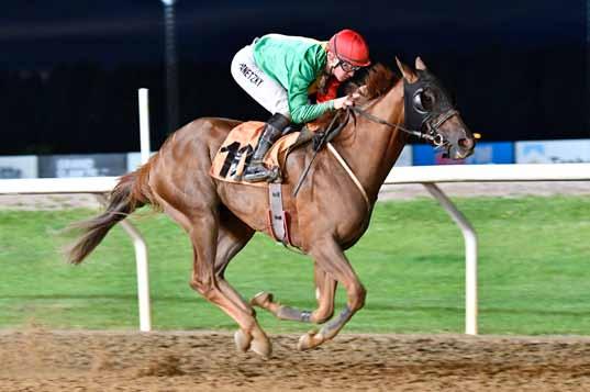 Breeders Trophy Sprint, Mile och Stayer Magic Johnson Sandtastic Avslutningen på varje serie i Breeders Trophy-systemet är tre lopp för fyraåringarna, uppdelade på olika distanser för att gynna olika