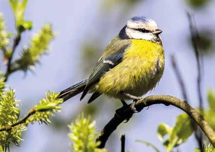 Naturvård Naturen är viktig för ett hållbart samhälle. Inte bara ur det ekologiska perspektivet, utan även ur det sociala perspektivet.