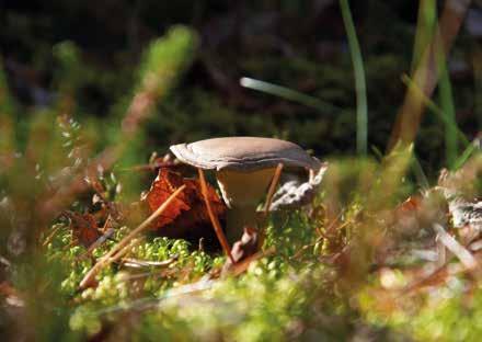 Därför är det av stor vikt att områden med värdefull natur, både för djur-, och växtlivet samt friluftslivet, bevaras och skyddas från exploatering.