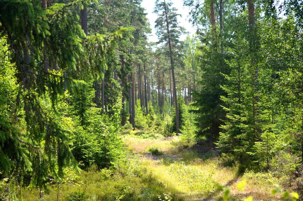 Bonitet 7,1 m3sk/ha. Skog i huggningsklasserna S1/S2 om ca 1 100 m3sk. Jakt på älg, gris, rådjur mfl.