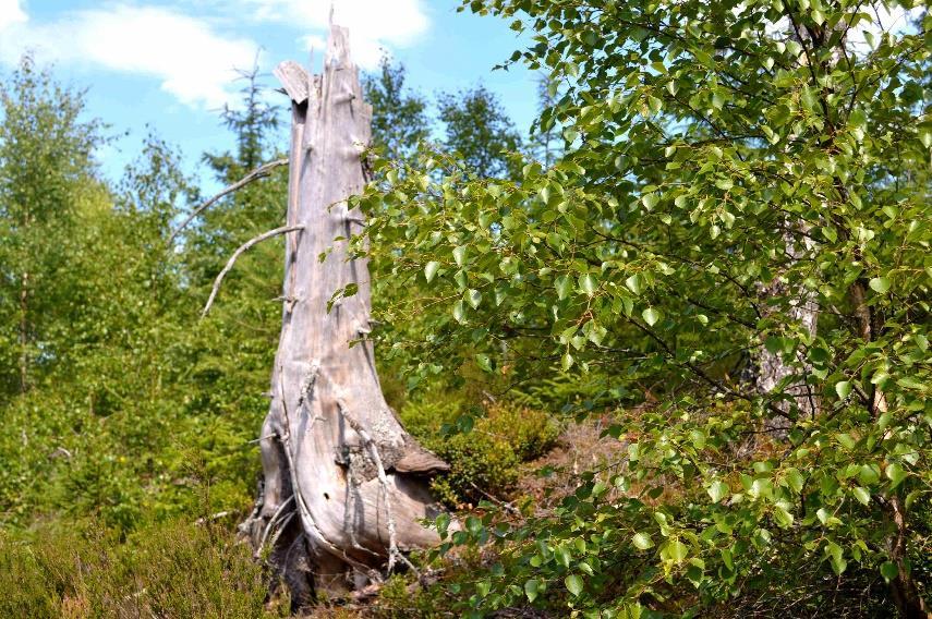 Övrig mark På fastigheten finns enligt skogsbruksplanen ytterligare impediment mark och övrig mark om tillsammans ca 1,2 ha.