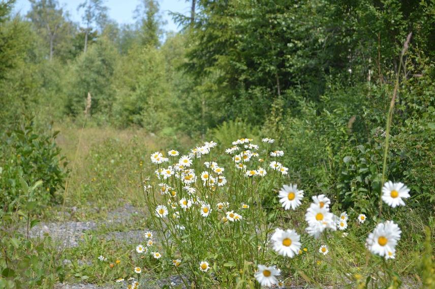 Källa: Skogens Pärlor, Skogsstyrelsen. Jakt och fiske Förekommande viltarter är älg, rådjur och vildsvin m.fl. Fastigheten ingår i Uppvidinge Norra älgskötselområde.