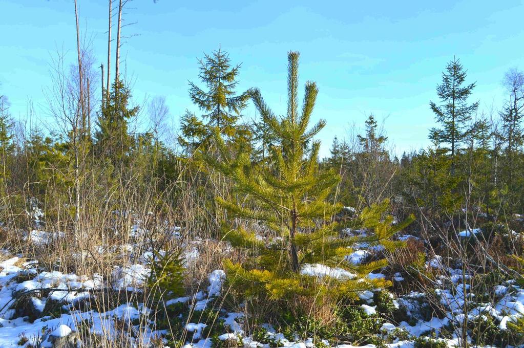 , Skogsskifte Ljungby, 61 ha Om Skog & Lantbruk Skog & Lantbruk är ett rådgivningsföretag som arbetar med följande tjänster: - Fastighetsförmedling - Generationsskifte -