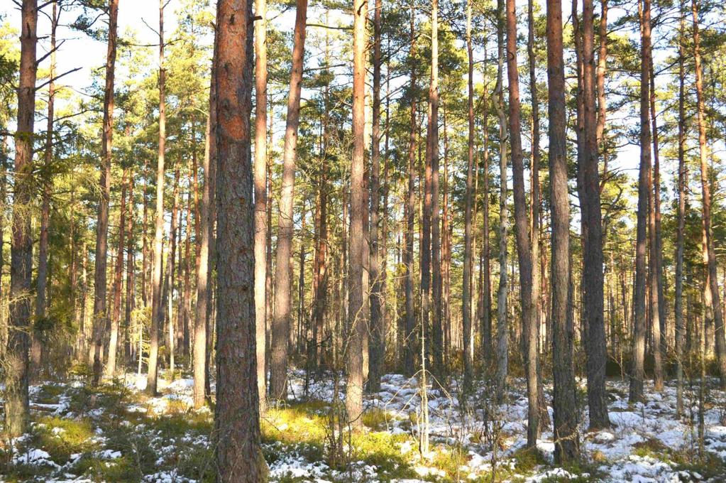 Skog och Mark Skogsmark Skogsmarken är bevuxen med i huvudsak skog i yngre åldersklasser och äldre tallskog på torvmark. Inför försäljningen har ny skogsbeskrivning upprättats i februari 2017.