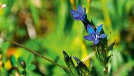 Gieravardo blomsterfjället Gieravardos berggrund utgörs till stor del av kalksten, vilket medför en spännande flora med bl a flera orkidéer.