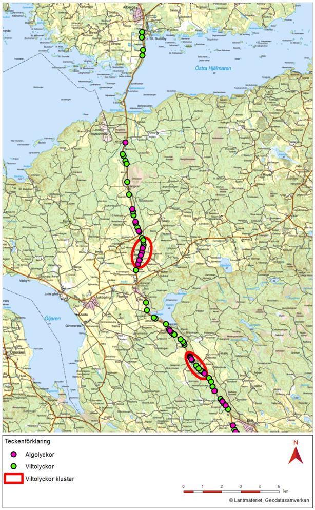 Vilt Befintlig väg utgör en kraftig barriär för viltet pga trafikmängden Befintlig väg har inte viltstängsel Viltolycksstatistiken visar att viltolyckor förekommer mer