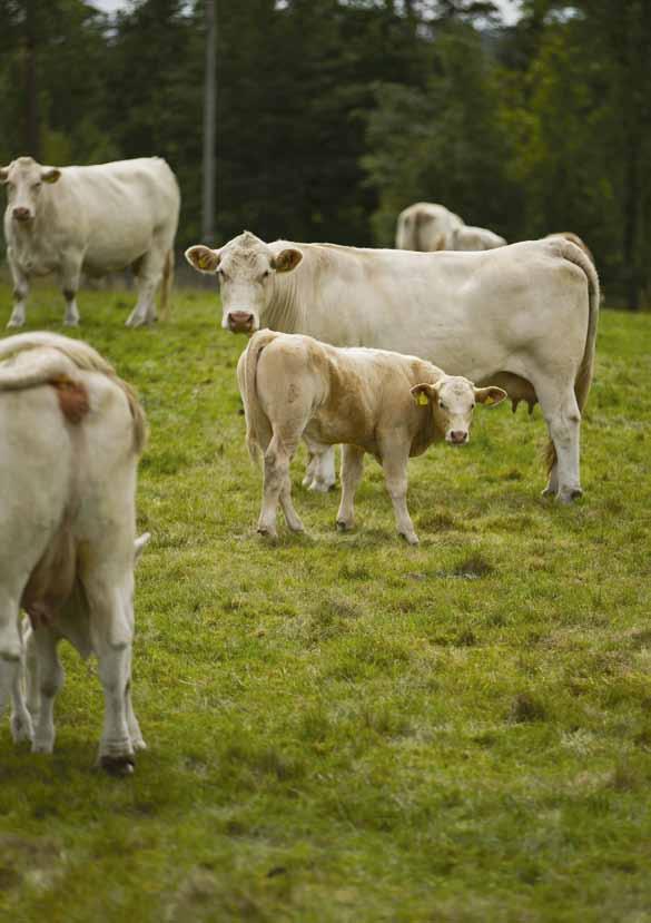 SÄLJ DIKALV & FÅ RABATT PÅ TJUR Varje dikalv som förmedlas genom HKScan Agri mellan augusti 2017 och januari 2018, ger 100 kronor i rabatt vid