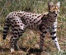 5 29 58 83 FRÅGA 5: KATTDJUR VUEN Vad heter denna afrikanska katt?