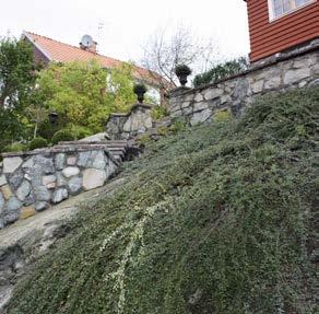 Här fortsätter samma typ av plantering som hos grannen. Det blir en fin övergång och anknytning till landskapet.