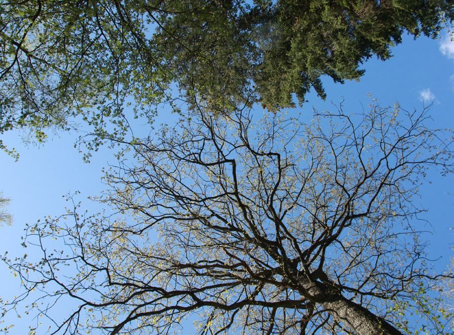 STAMKVISTA En första stamkvistning kan göras ungefär när framtidsträden märks ut. Stamkvista så att halva kronan blir kvar. Ett 8 meter högt träd stamkvistas alltså till 4 meter.