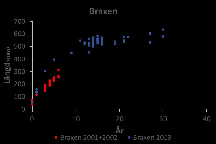 De visar också att mört blir upp emot 20 år i Ringsjön (figur 15). Data på braxen visar också på bättre tillväxt under 2013 jämfört med före reduktionsfisket.