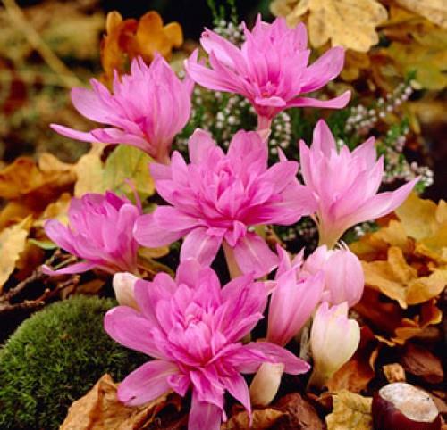 Oktober - November