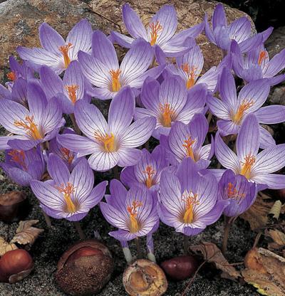 tidlösa och Crocus