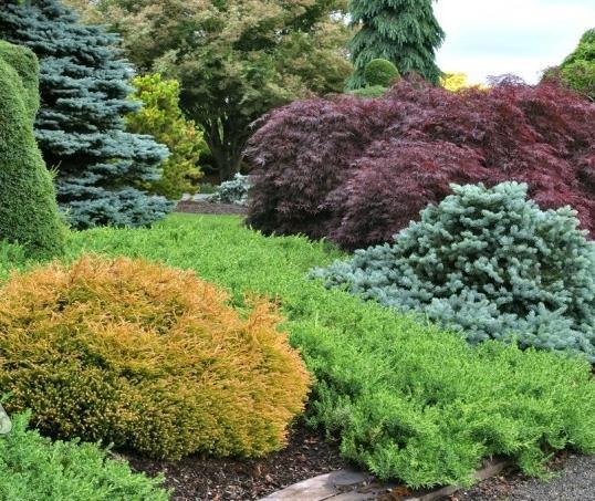 Thuja