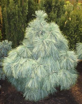 Pinus Schwerinii