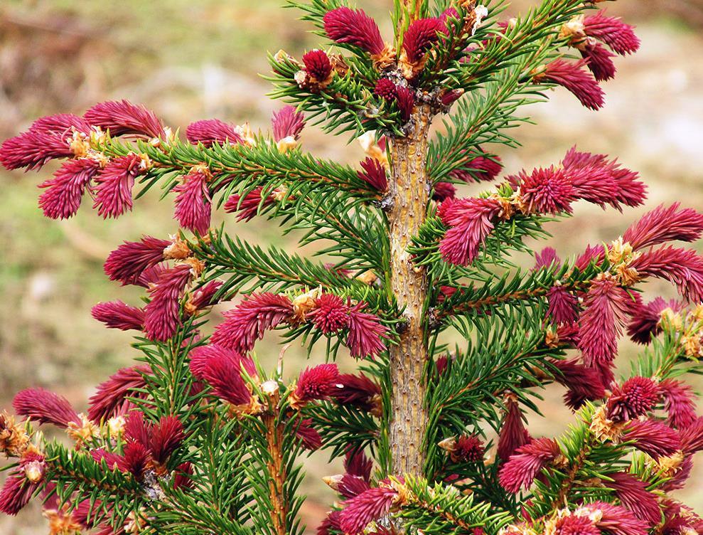 smultrongran smultrongran, Picea abies Cruenta prov. Holland.