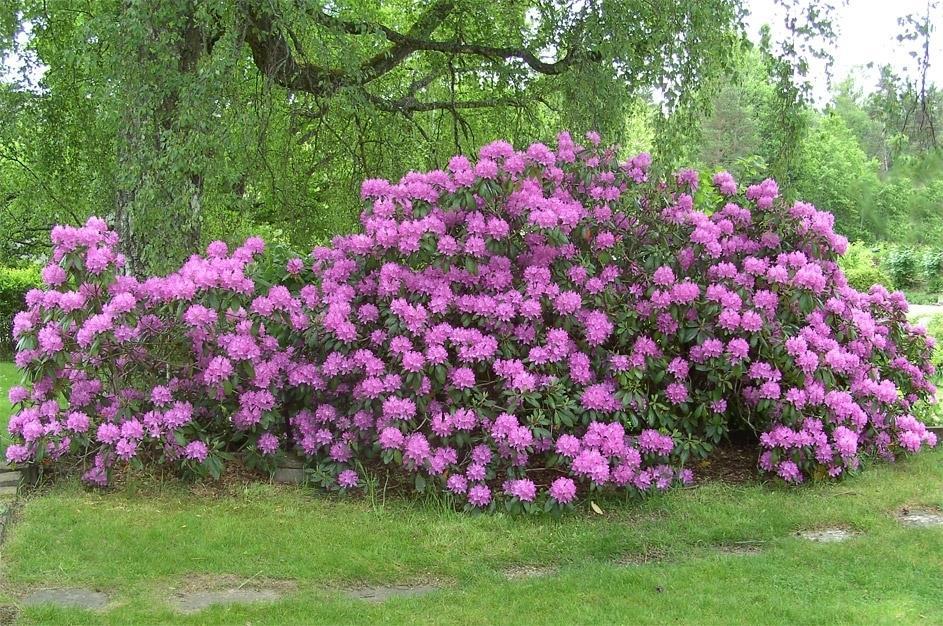 Rhododendron OBS!