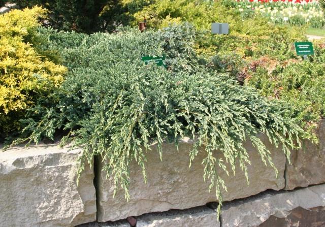 Juniperus squamata Blue Carpet Lågt, brett och mycket snyggt mattbildande Tätt sittande, stålblå barr. 0,2 m hög men upp till 2 meter bred tvärsöver.