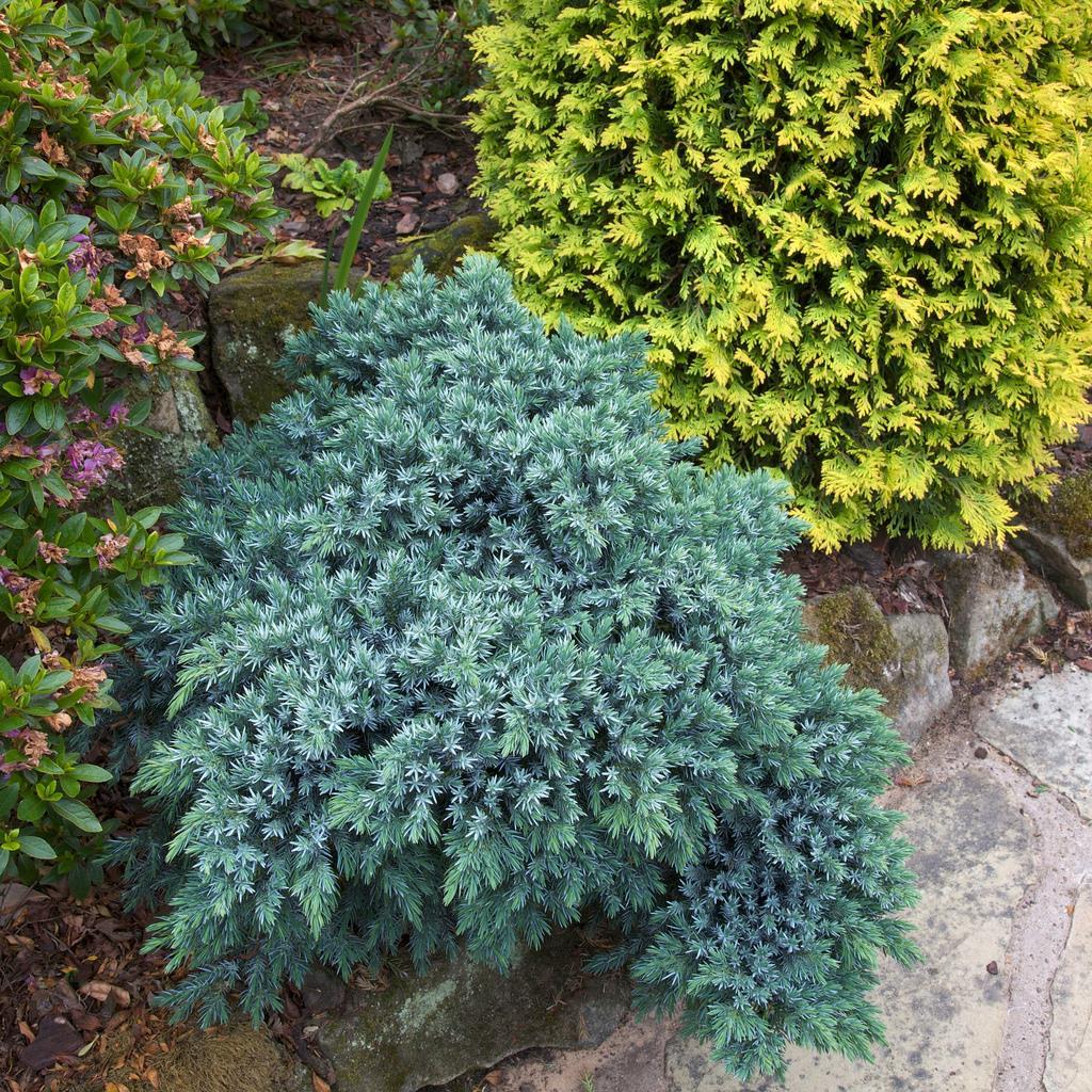 Marktäckande enar Juniperus squamata Blue Star. Något högre än Blue Carpet men inte lika bred.