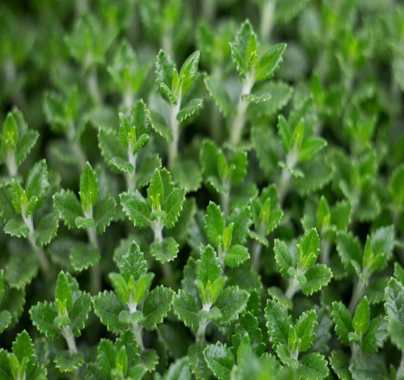 Teucrium x lucidrys,