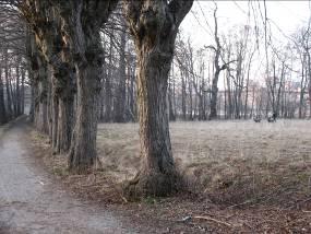 400 000 A sdf Ronnebyparken 19 0,2 fri/ Skanörparken 20 0,3 fri/ naturlek Eftersatt underhåll. Gräsväxt i grusytor, sliten utrusning, dålig belysning. Begränsad tillgänglighet.