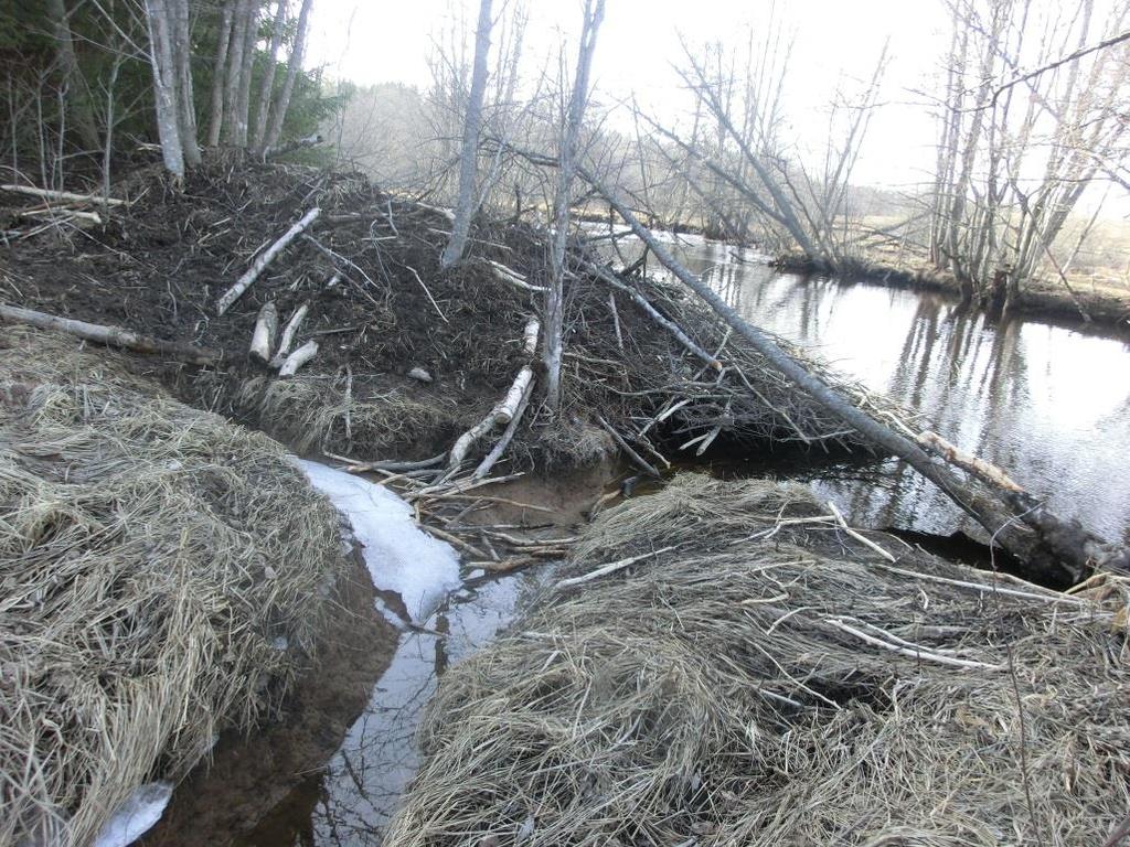 Bäverhydda byggd intill ett vattendrag. Kanalen i förgrunden är ett resultat av bäverns grävförmåga.